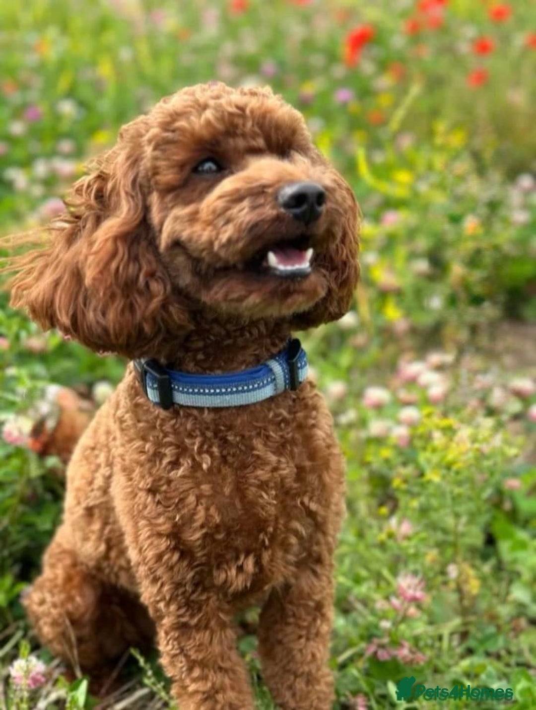 Cockapoo dogs for sale: Beautiful Merle Cockapoo puppies - Advert 2