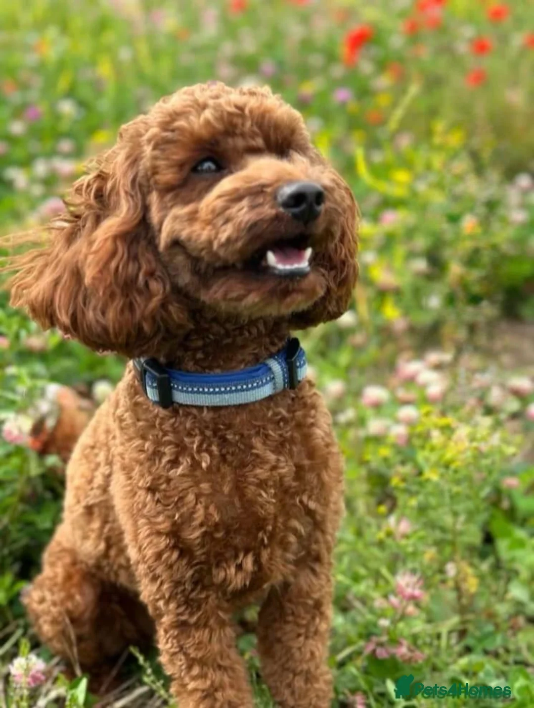 Cockapoo dogs for sale: 2 Beautiful female cockapoo left - Advert 7