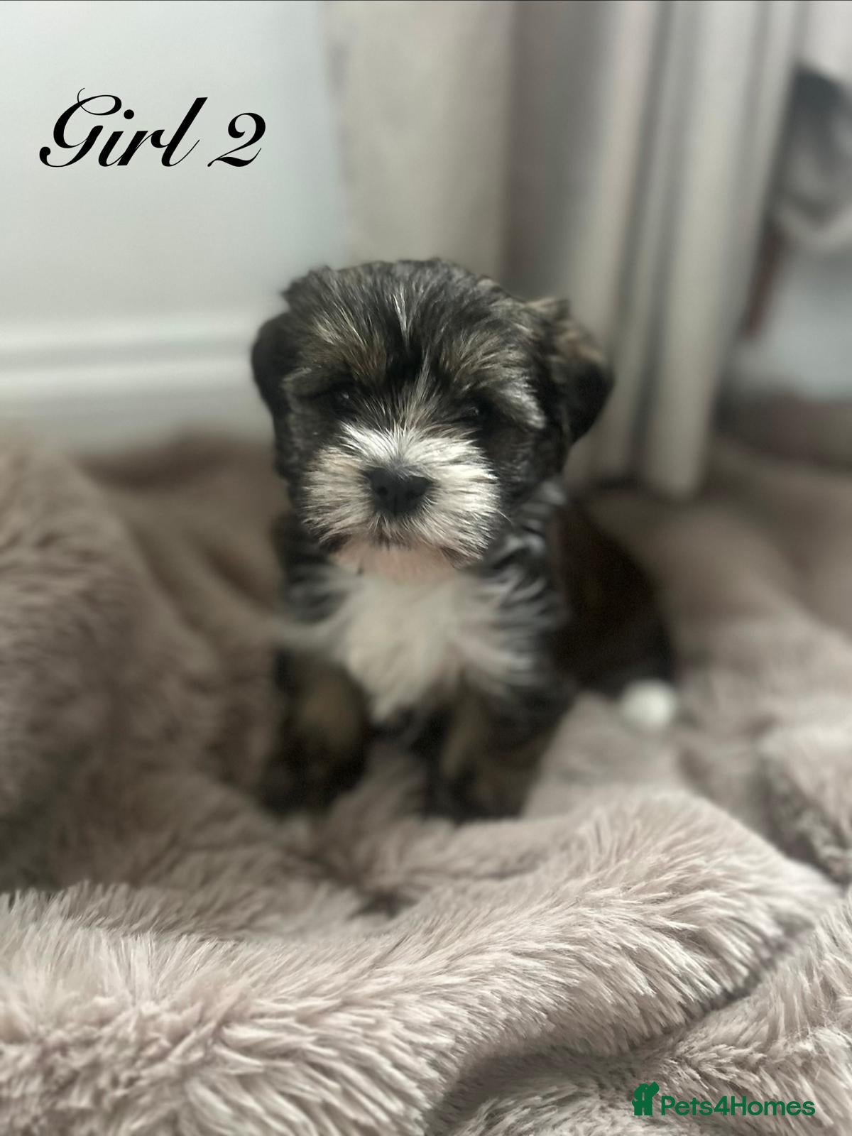 Shorkie dogs 7 adorable shih Tzu X Yorkshire terrier puppies  - Advert 1
