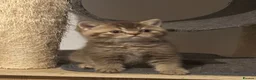 British Shorthair cats for sale: Rare colours pure breed BSH - Advert 2
