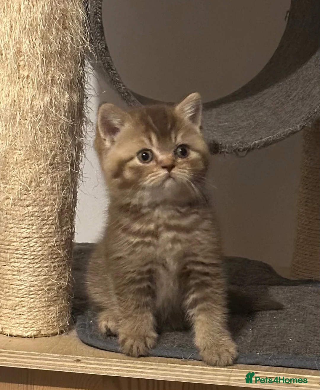 British Shorthair cats for sale: Rare colours pure breed BSH - Advert 2