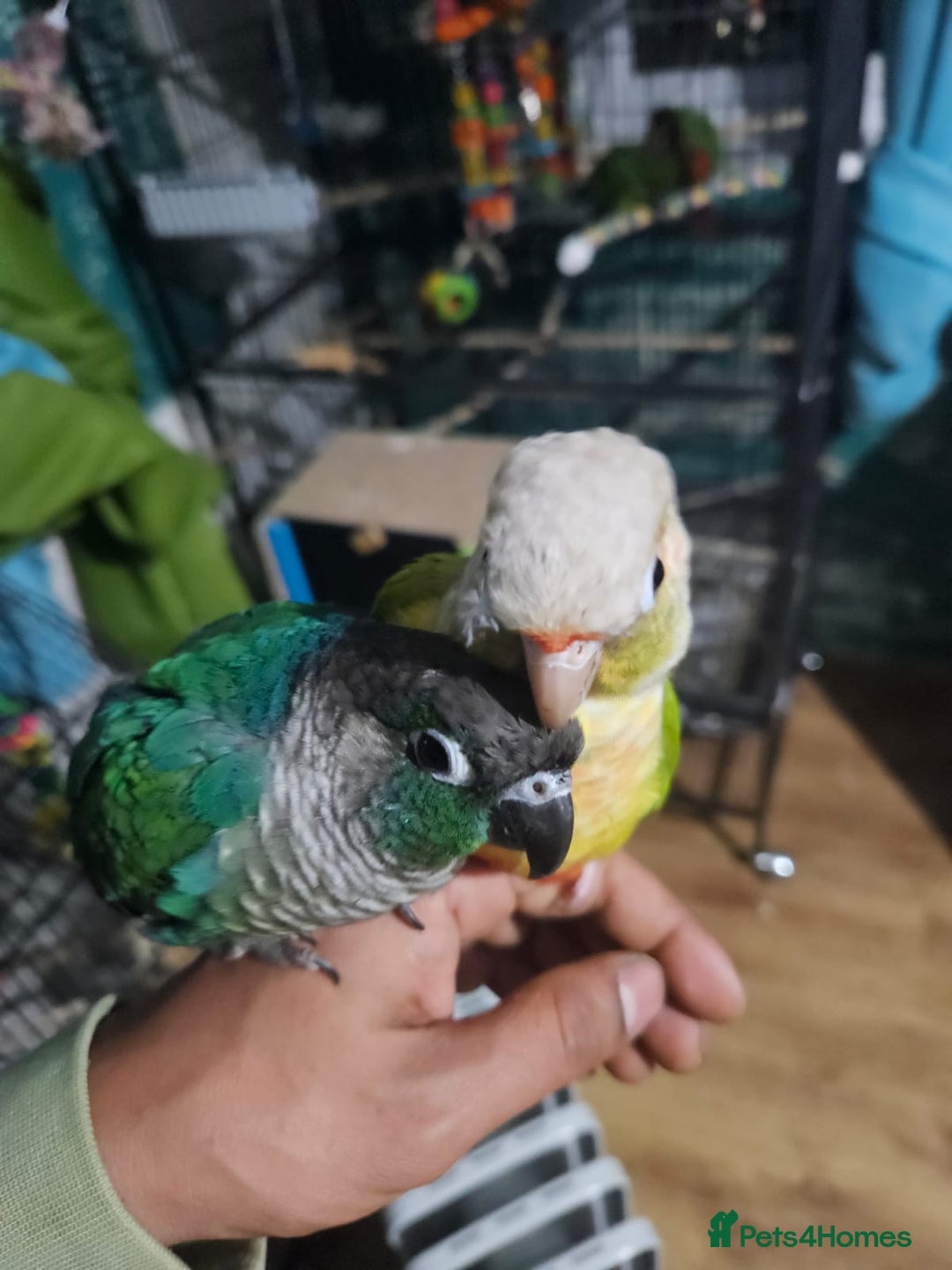 Conures birds for sale: Tame Male & Female Pineapple Conures - Image 21