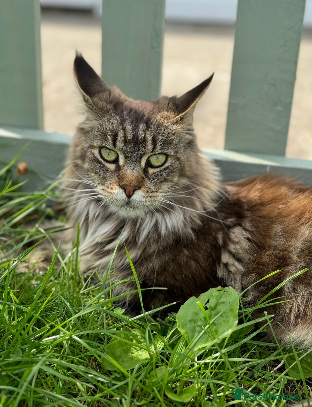 Maine Coon cats for sale: Maine Coon Brown Tabby Female - Image 2