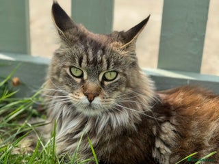 Maine Coon cats - Advert 5