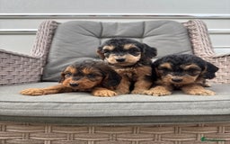 Cockapoo dogs for sale: F1 Cockapoos puppies (council licensed breeder) - Image 22