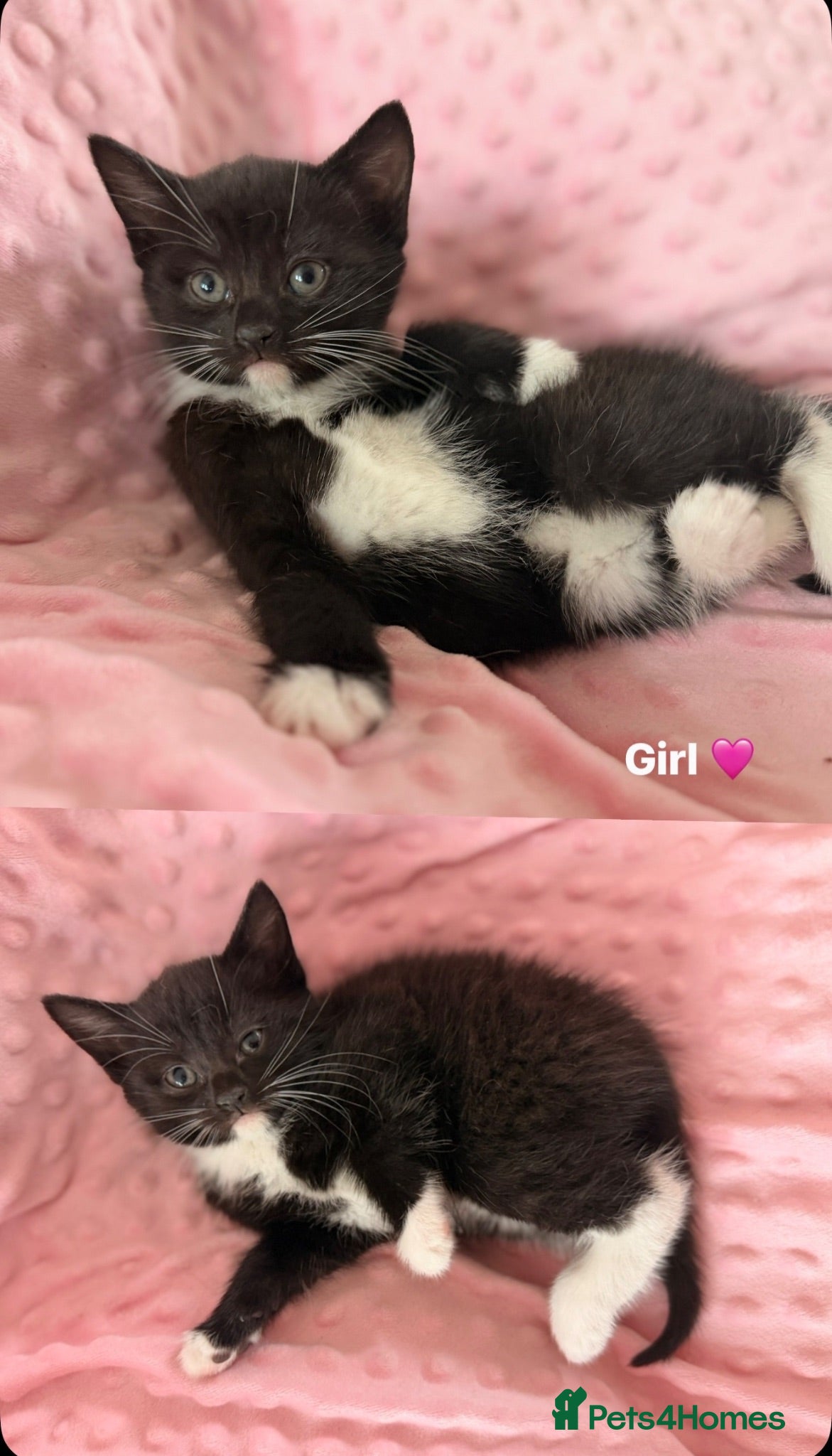 Mixed Breed cats Little kittens for sale 🐈 - Advert 2