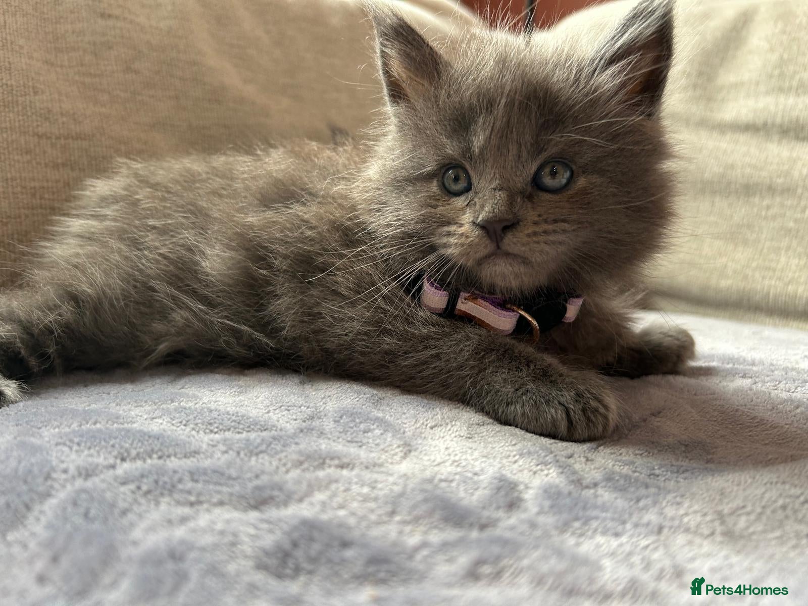 Maine Coon cats Maine Coon Kittens 1 Male 2 Females  - Advert 2