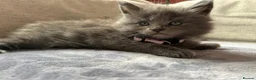 Maine Coon cats for sale: Maine Coon Kittens 1 Male 2 Females  - Advert 2