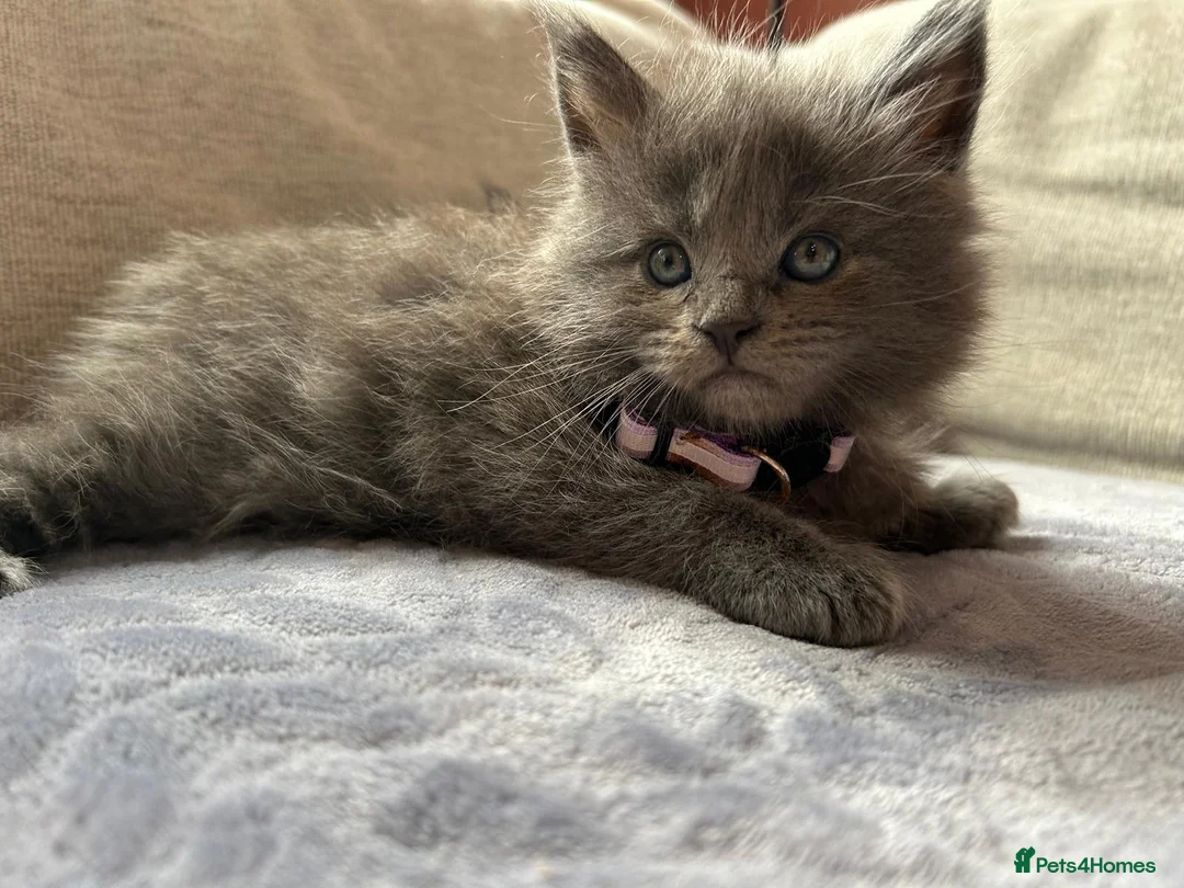Maine Coon cats for sale: Maine Coon Kittens 1 Male 2 Females  - Advert 2
