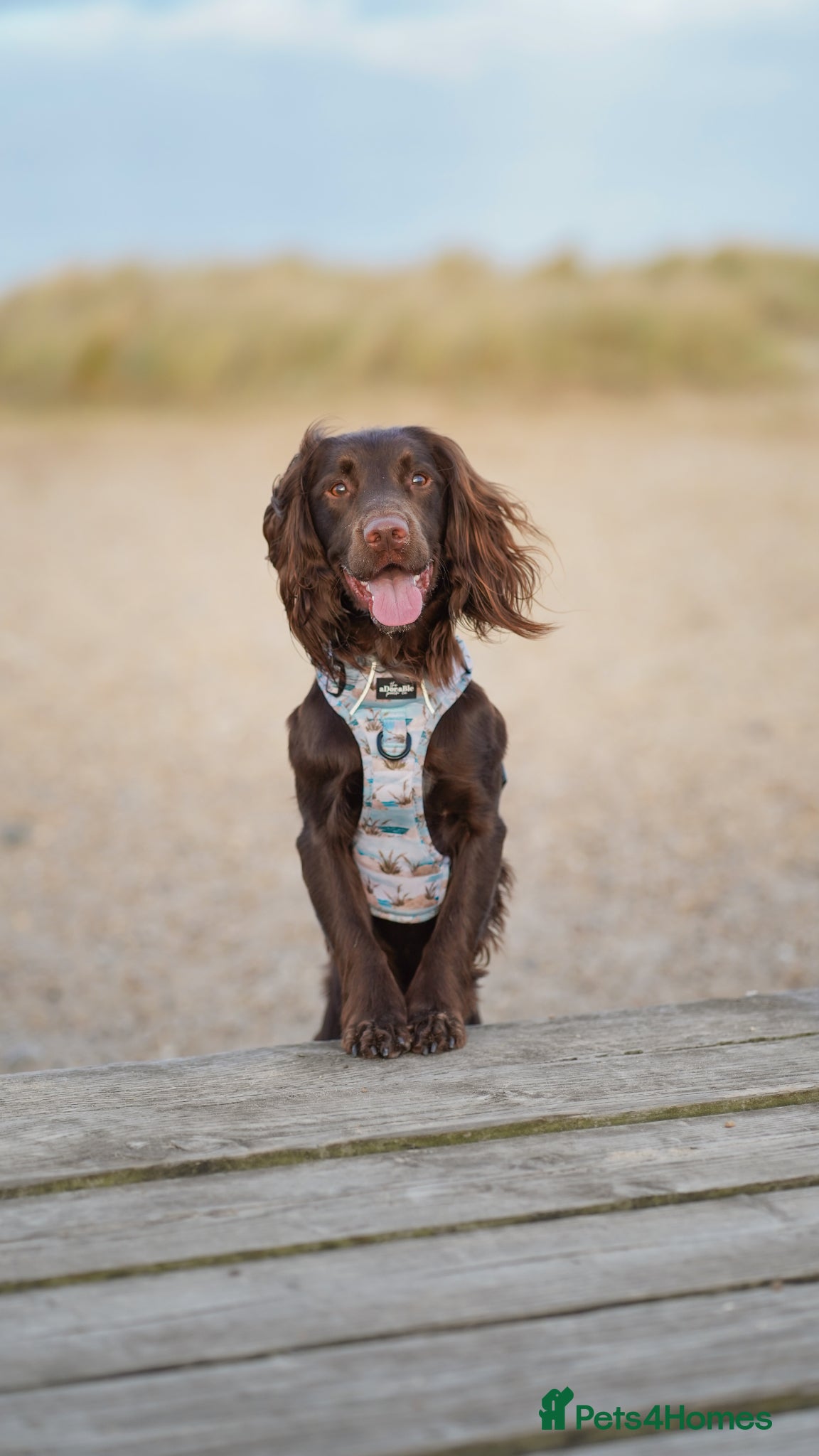 Sprocker dogs Sprocker Spaniel - 2 years old - Advert 15