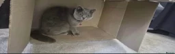 British Shorthair cats for sale: British Shorthair Female – Loving Home Wanted 🩶 - Advert 7