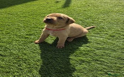 Labrador Retriever dogs for sale: At the Ready Labrador Retrievers. - Image 5