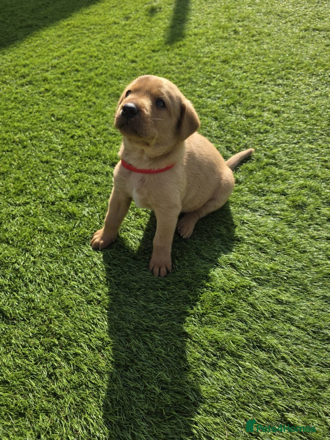 Labrador Retriever dogs for sale: At the Ready Labrador Retrievers. - Image 5