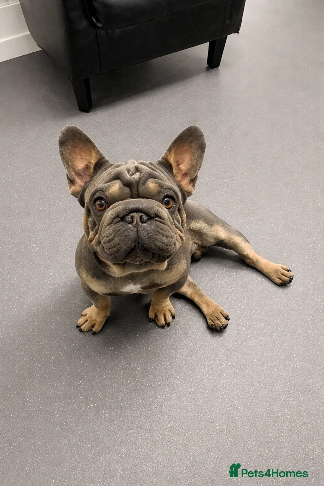 French Bulldog dogs for stud: 🔥 TINY VELVET BOY FOR STUD 🔥  - Advert 2