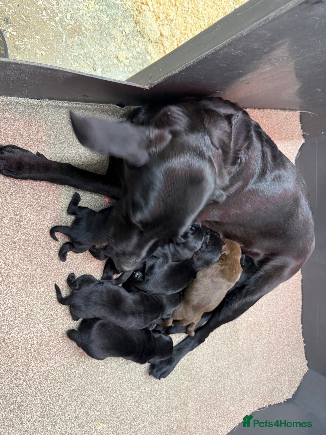 Labrador Retriever dogs for sale: Stunning Labrador Puppies - Image 2