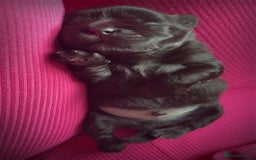 Shih Tzu dogs for sale: Bear 🐻  - Image 10