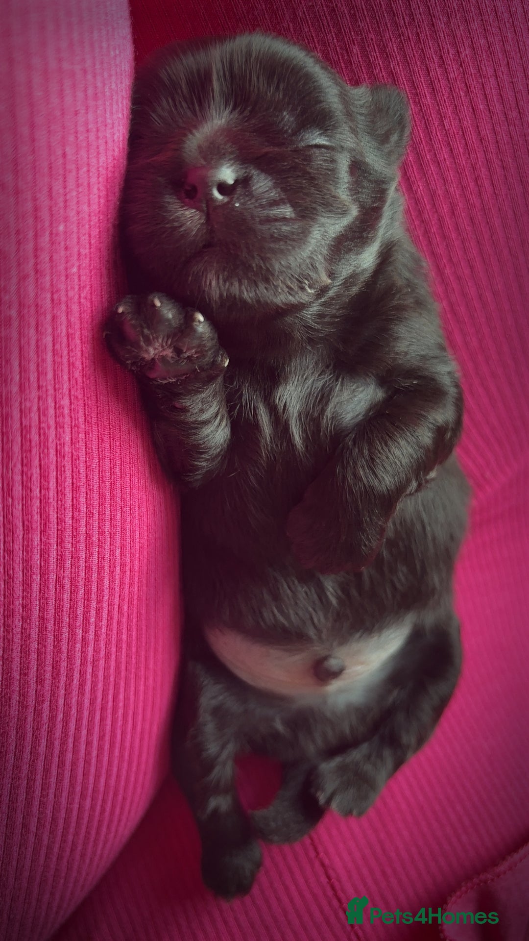 Shih Tzu dogs for sale: Bear 🐻  - Image 10