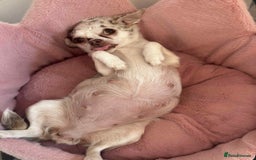 Chihuahua dogs for stud: Super tiny apple head chihuahua for stud  - Image 3