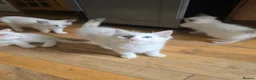 Ragdoll cats for sale: 🐾 Beautiful Ragdoll Kittens ready to leave 🐾 - Advert 25