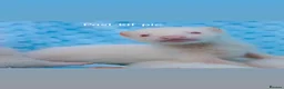 Ferret rodents for sale: Mixed litter of ferrets for sale - Advert 1