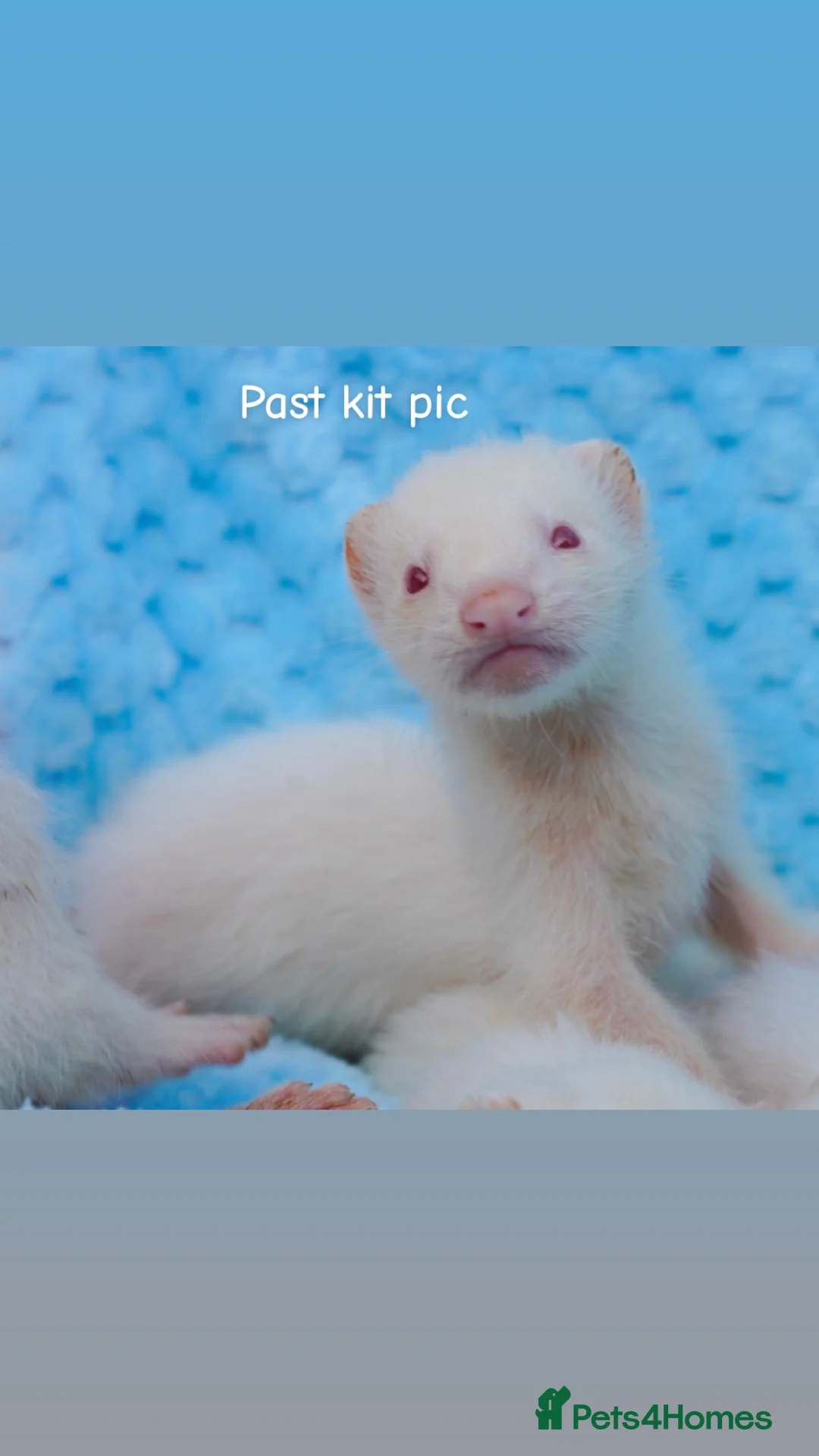Ferret rodents for sale: Mixed litter of ferrets for sale - Advert 1