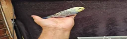 Budgerigars birds for sale: Super silly hand tamed baby budgies  - Advert 13