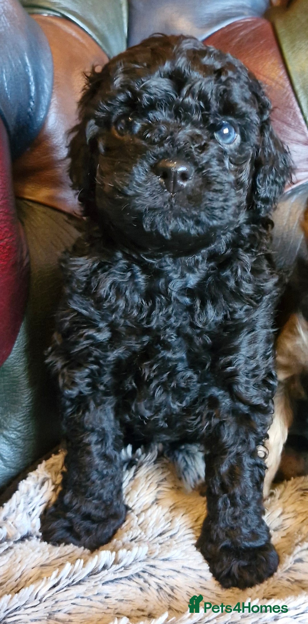 Cavapoo dogs for sale: Gorgeous f1b Cavapoo pups - Advert 10