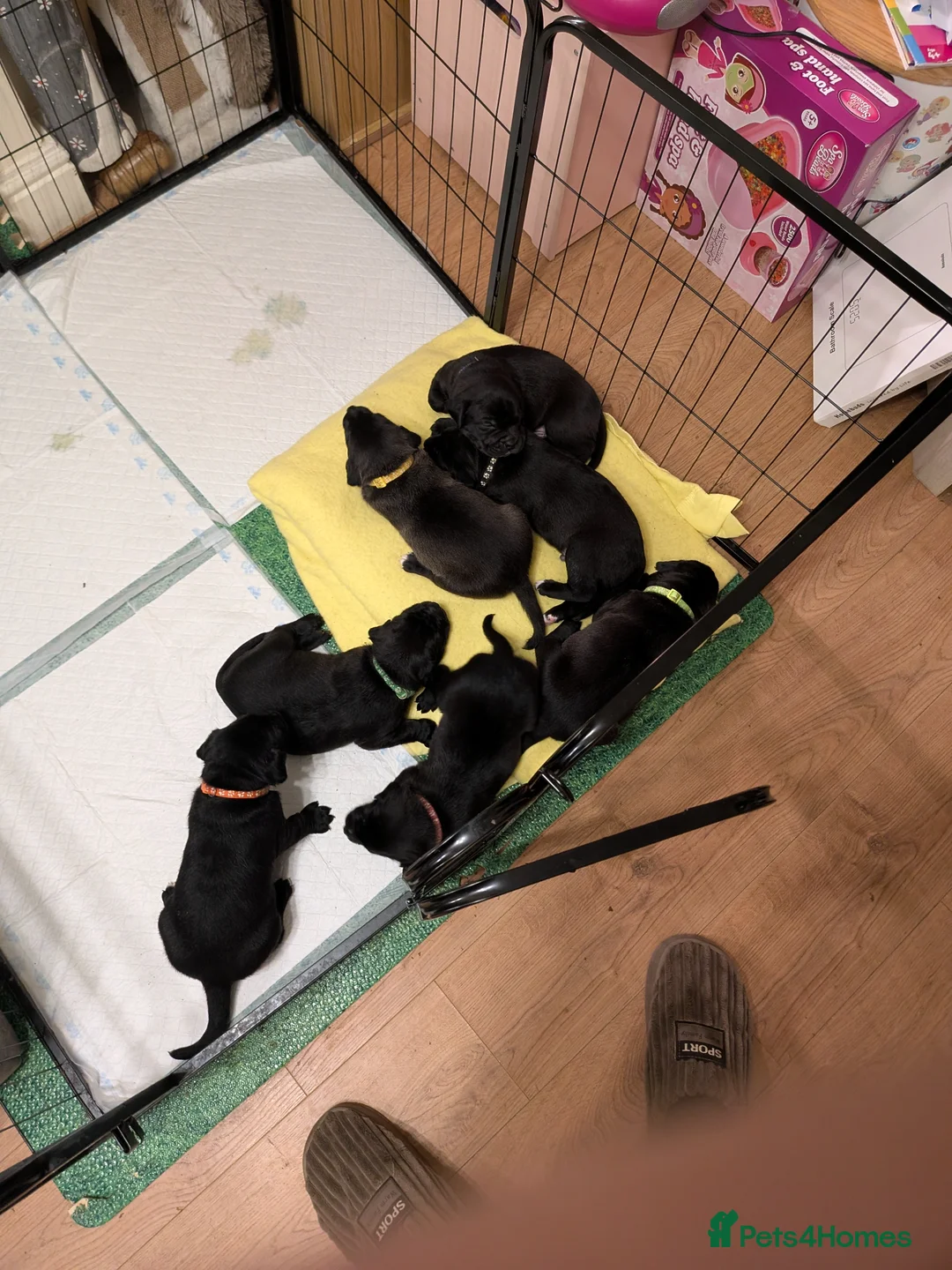 Mixed Breed dogs for sale: 7 beautiful Staffador puppies  - Advert 16