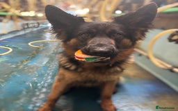German Shepherd dogs for sale: German shepherd puppies  - Image 7