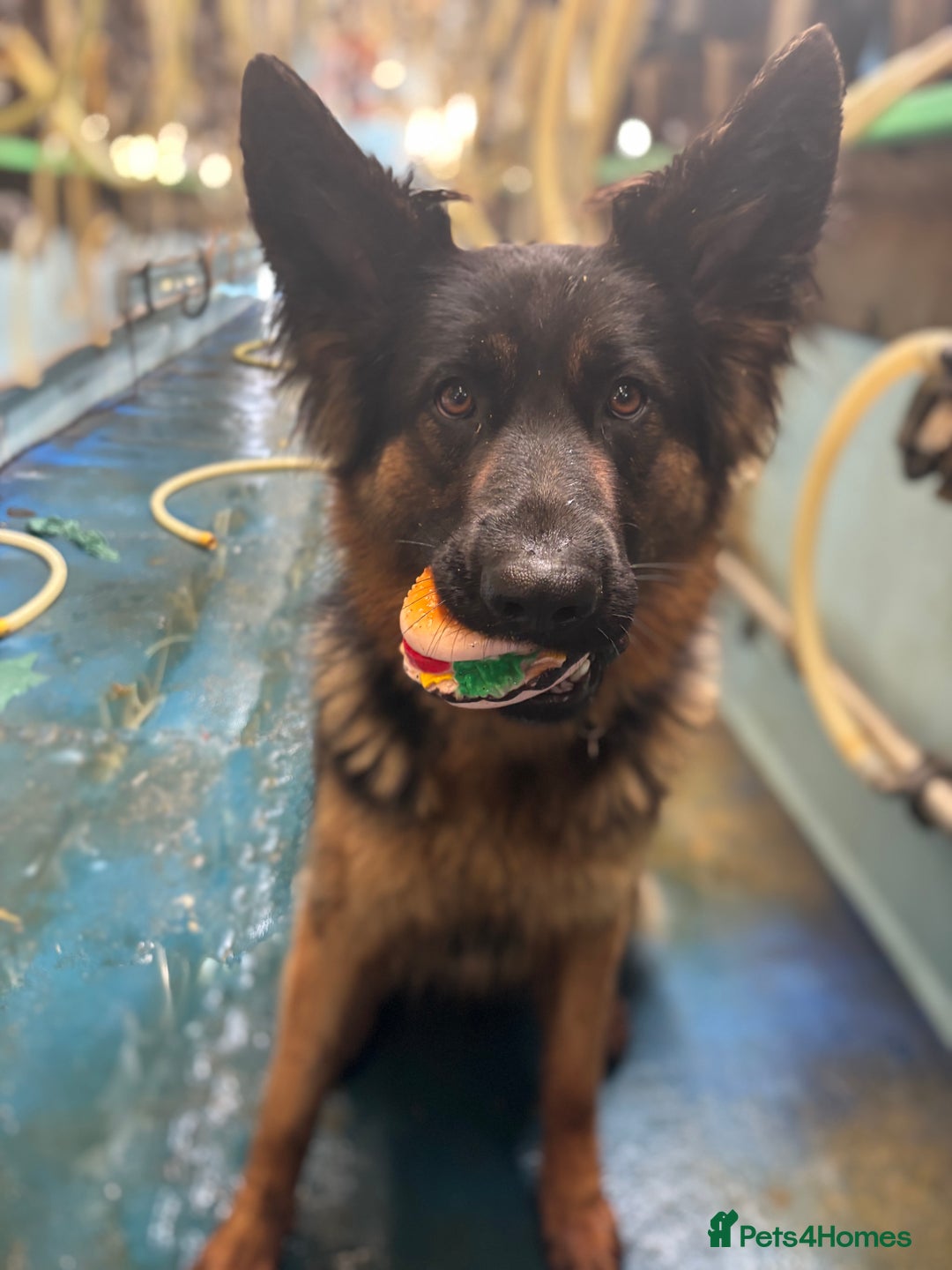 German Shepherd dogs for sale: German shepherd puppies  - Image 7