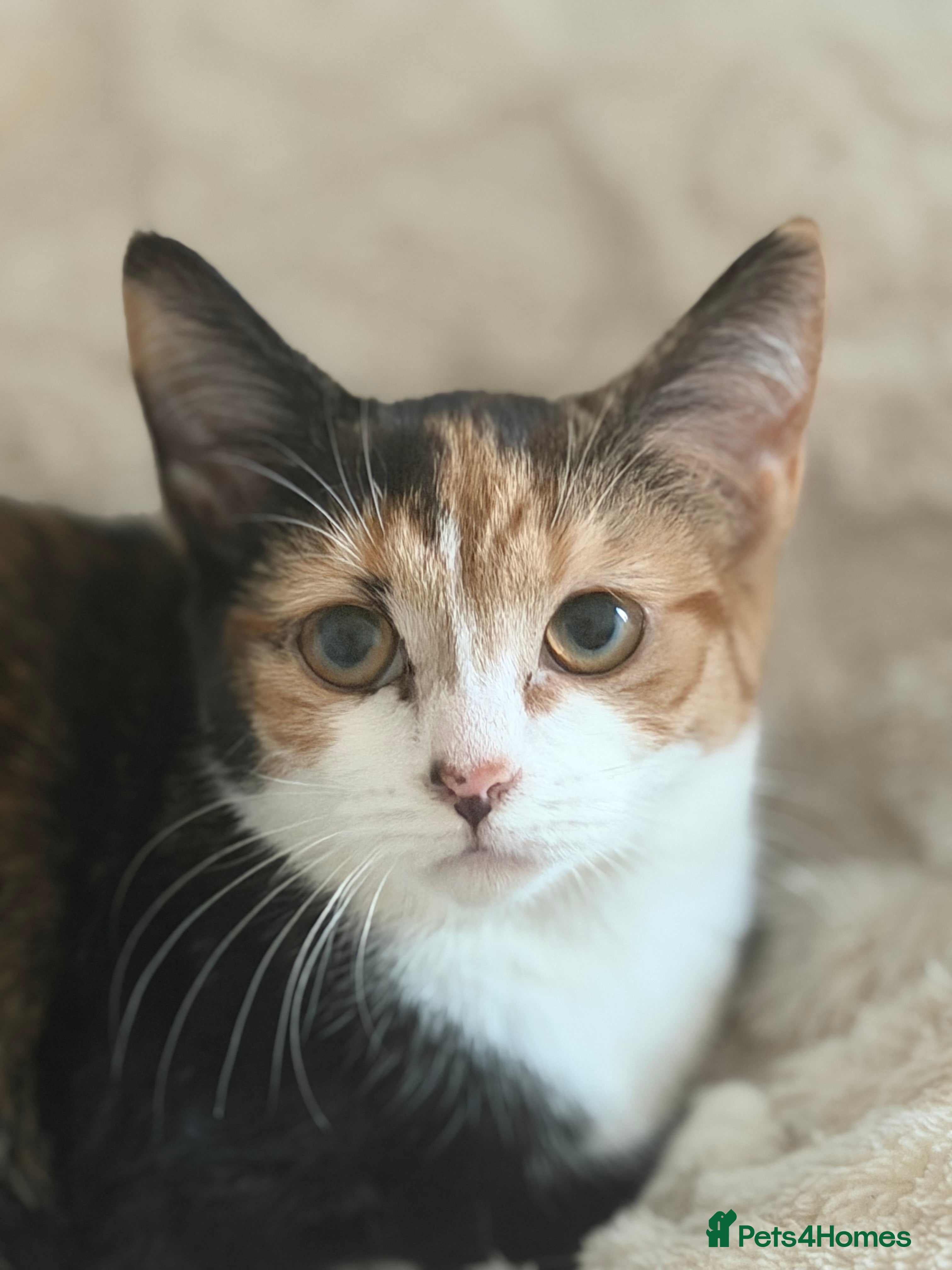 Mixed Breed cats Kittens  - Advert 1