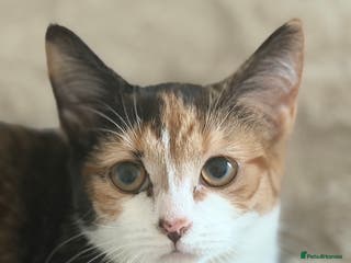 Mixed Breed cats Kittens - Advert 1