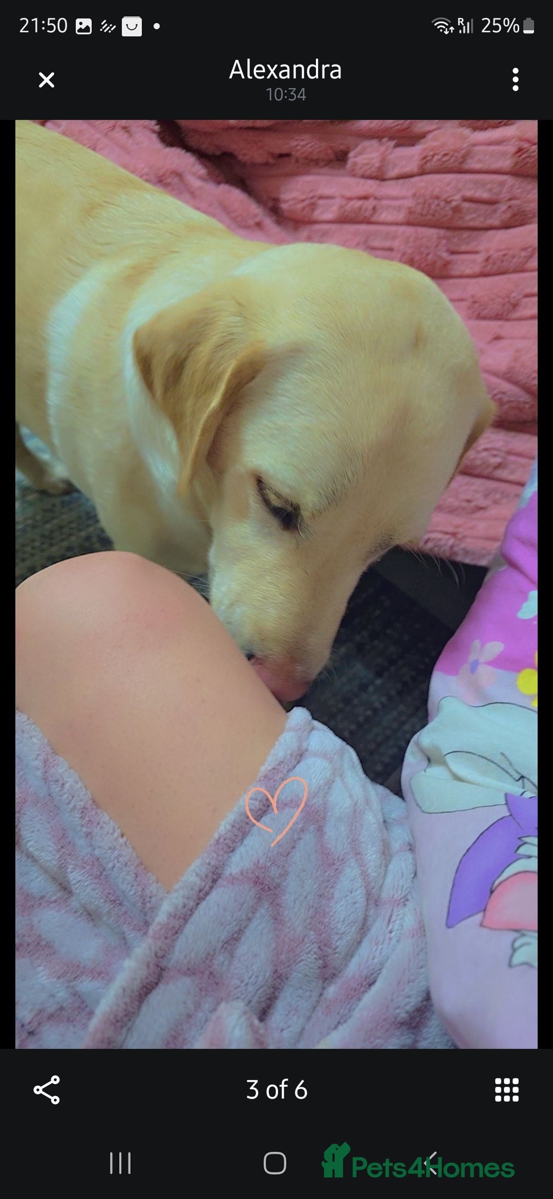 Labrador Retriever dogs for sale: Labrador  - Image 4
