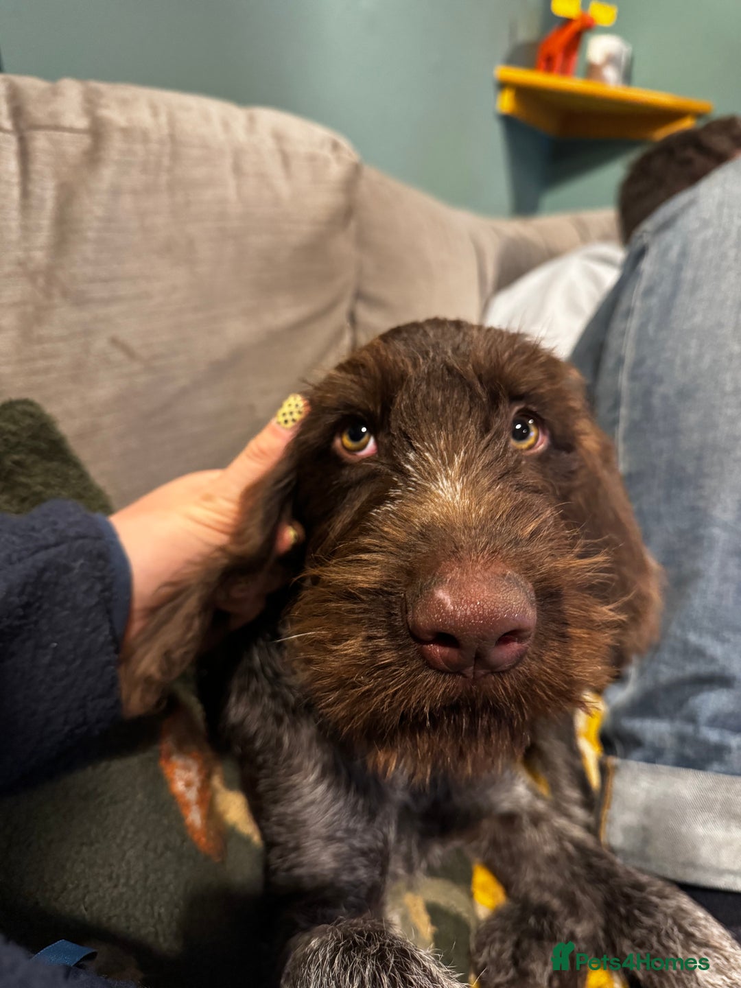 German Wirehaired Pointer dogs for sale: Liver German Wirehaired Pointer Puppy  - Image 7