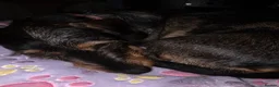 Dachshund dogs for sale: Miyo needs a loving home  in Wolverhampton - Advert 26
