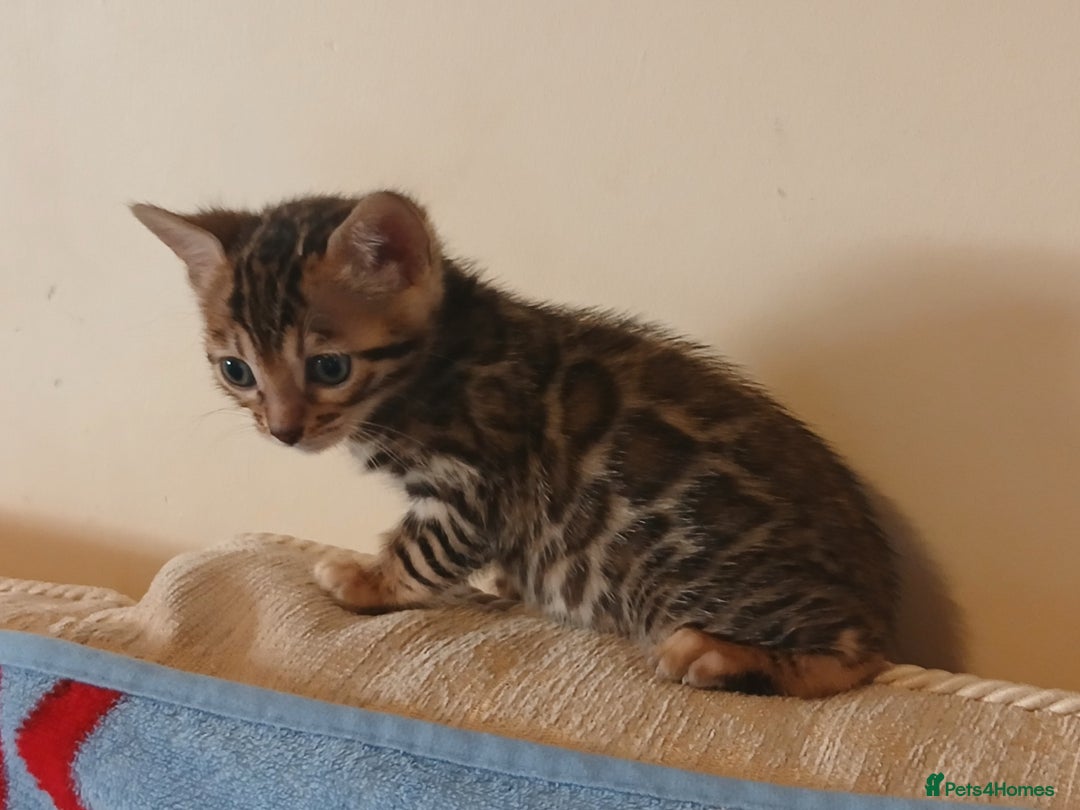 Bengal cats for sale: Family Raised TICA Bengal Kittens - Advert 15