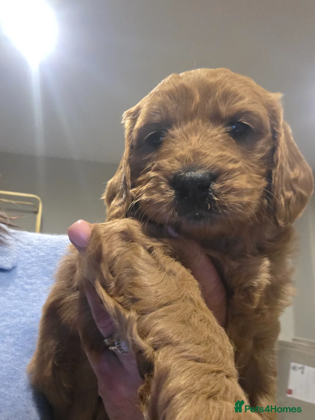 Mini Goldendoodle dogs for sale: Absolutely stunning red   F1 doodles  - Advert 11