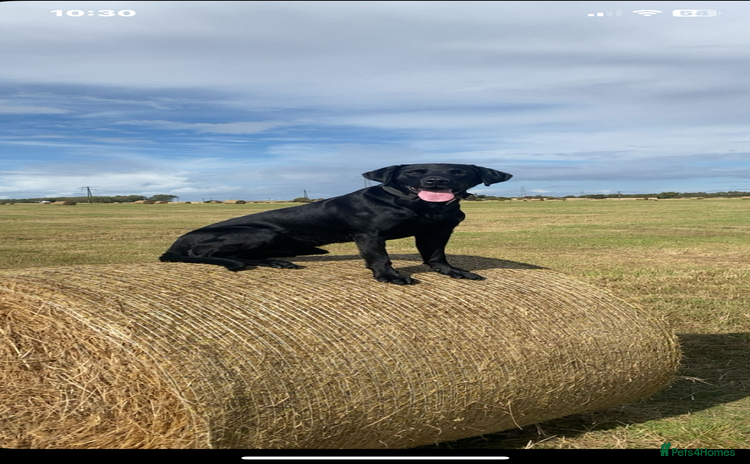 Labrador Retriever dogs - Advert 1