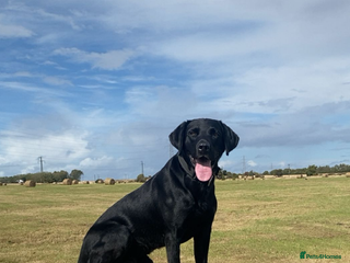 Labrador Retriever dogs - Advert 18