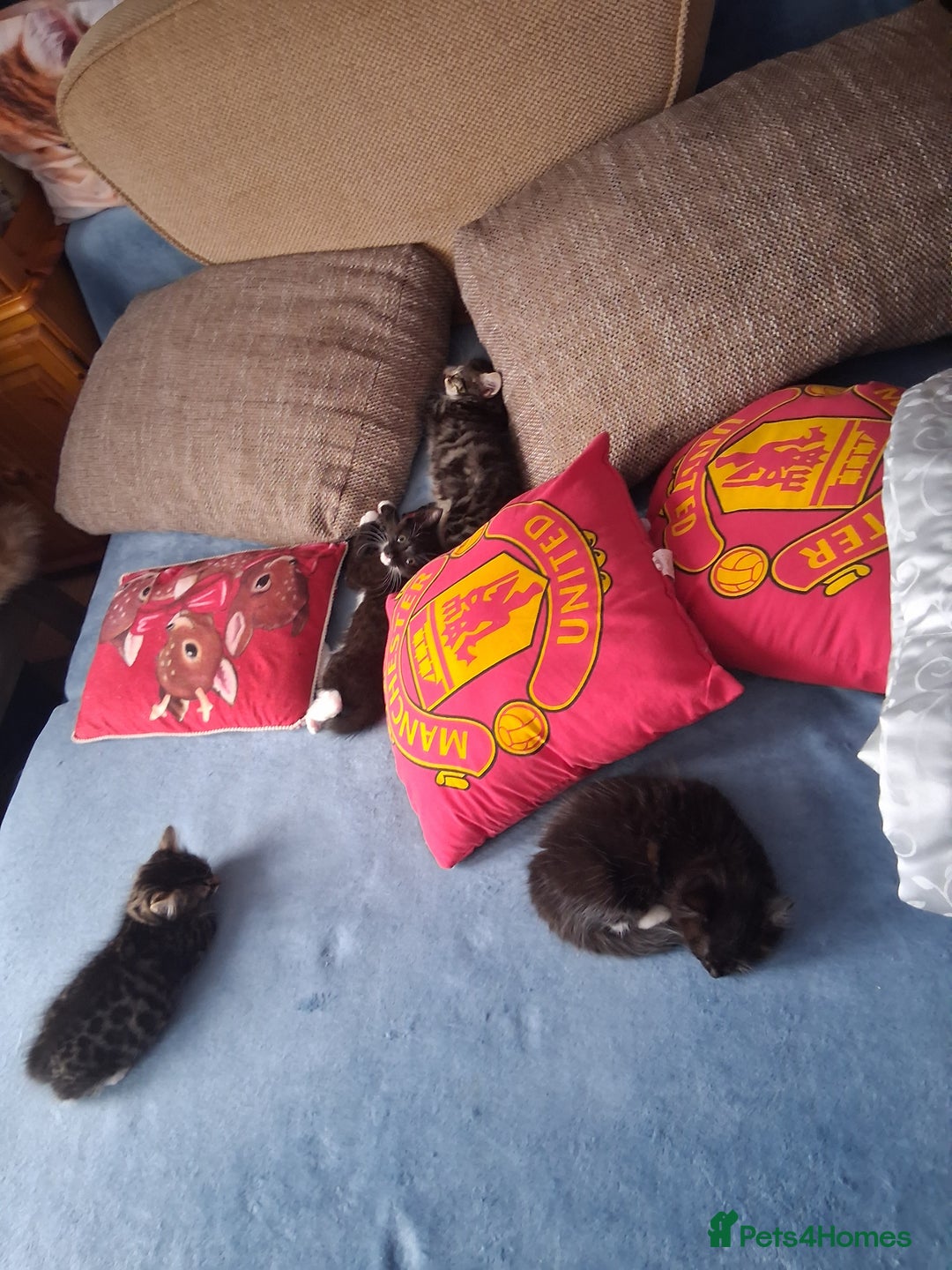 Bengal cats for sale: Mixed Bengal with Maine coon - Image 1