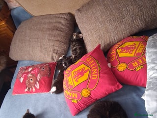 Bengal cats - Advert 13