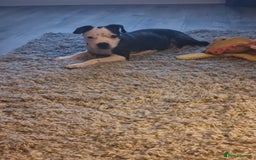 Staffordshire Bull Terrier dogs for sale: Staffy puppy  - Image 7