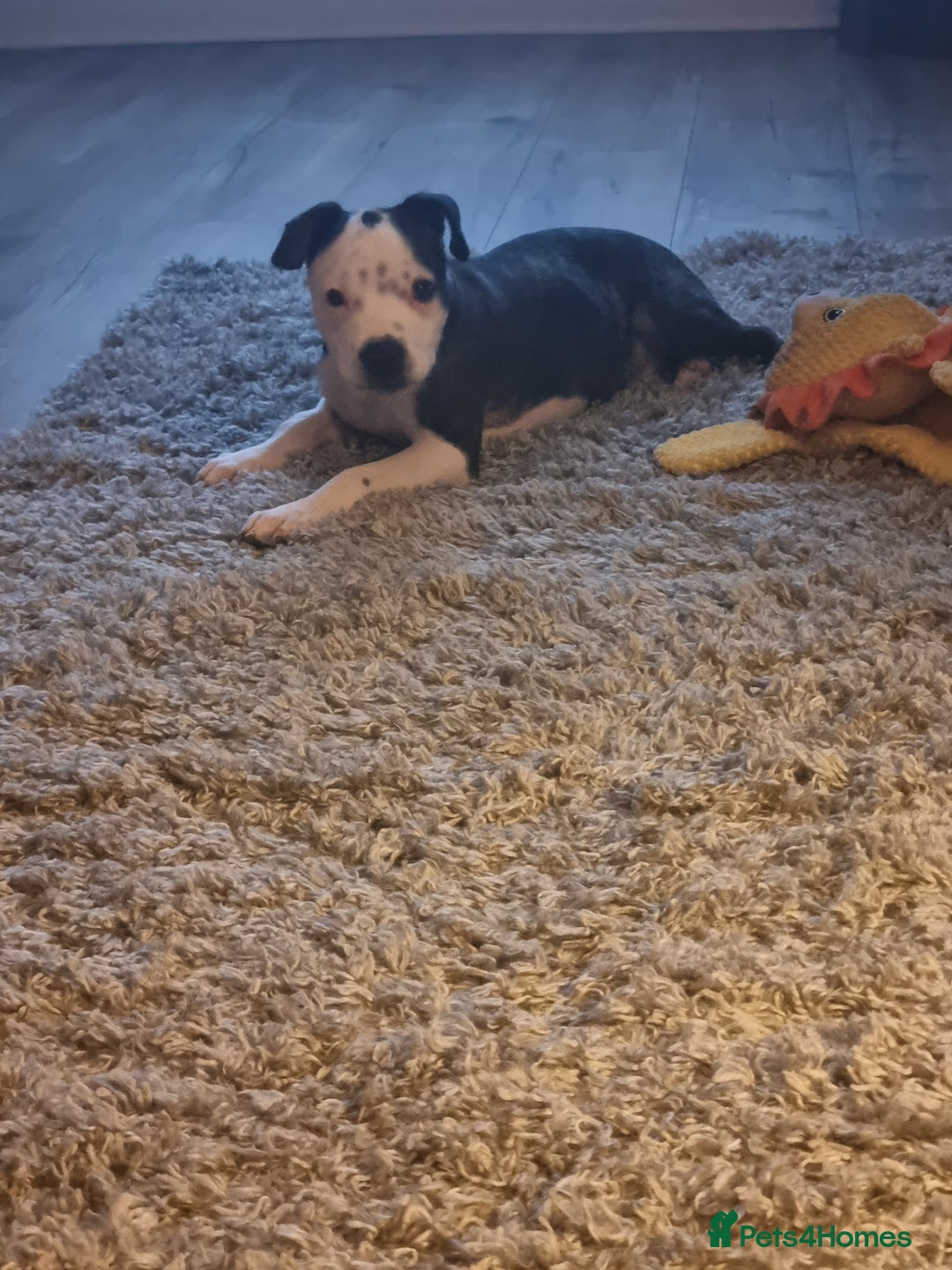 Staffordshire Bull Terrier dogs for sale: Staffy puppy  - Image 7