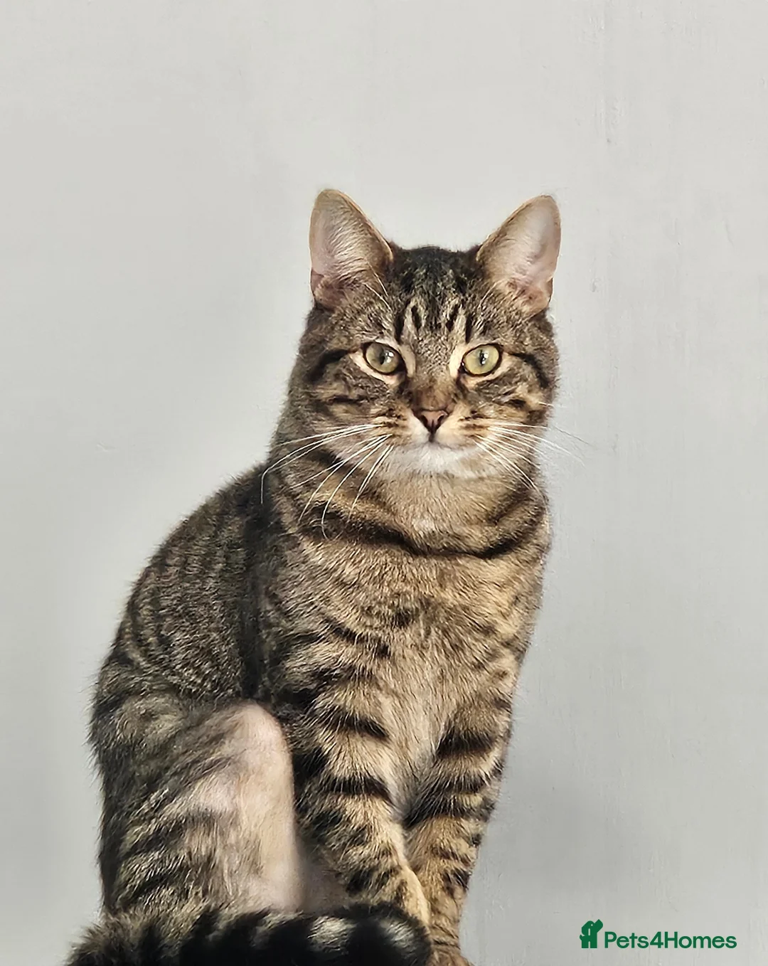 Mixed Breed cats for sale: Beautiful British Long/Short Mix Kitten - Advert 6