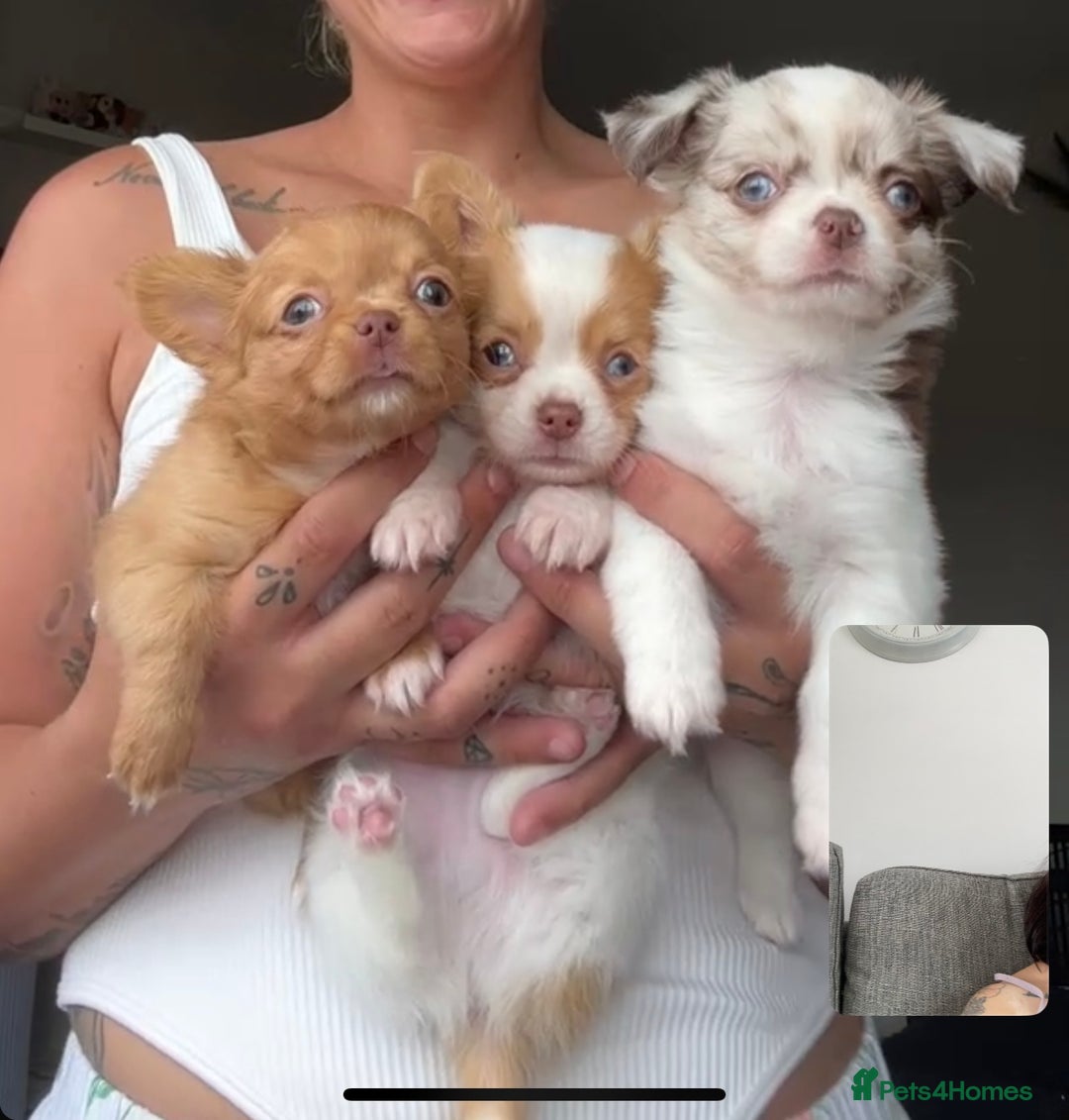 Chihuahua dogs for sale: Chihuahua Merle Puppies  - Image 6