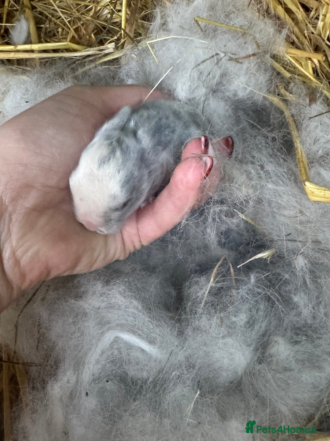 Mini Lop rabbits for sale: ✨ Beautiful Lops ✨  - Advert 17