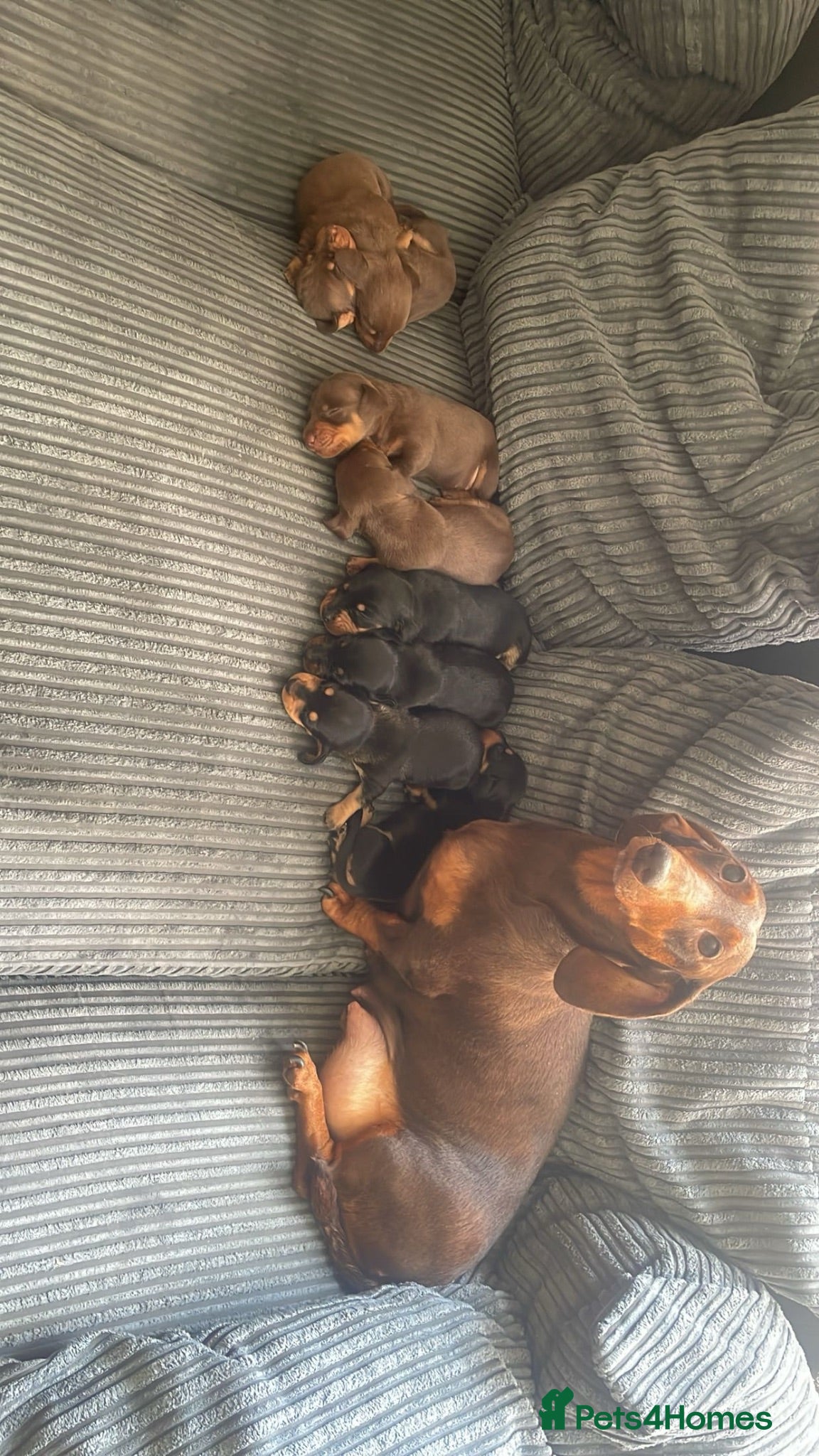 Miniature Dachshund dogs Miniature Dachshund Pup 🐶  - Advert 1