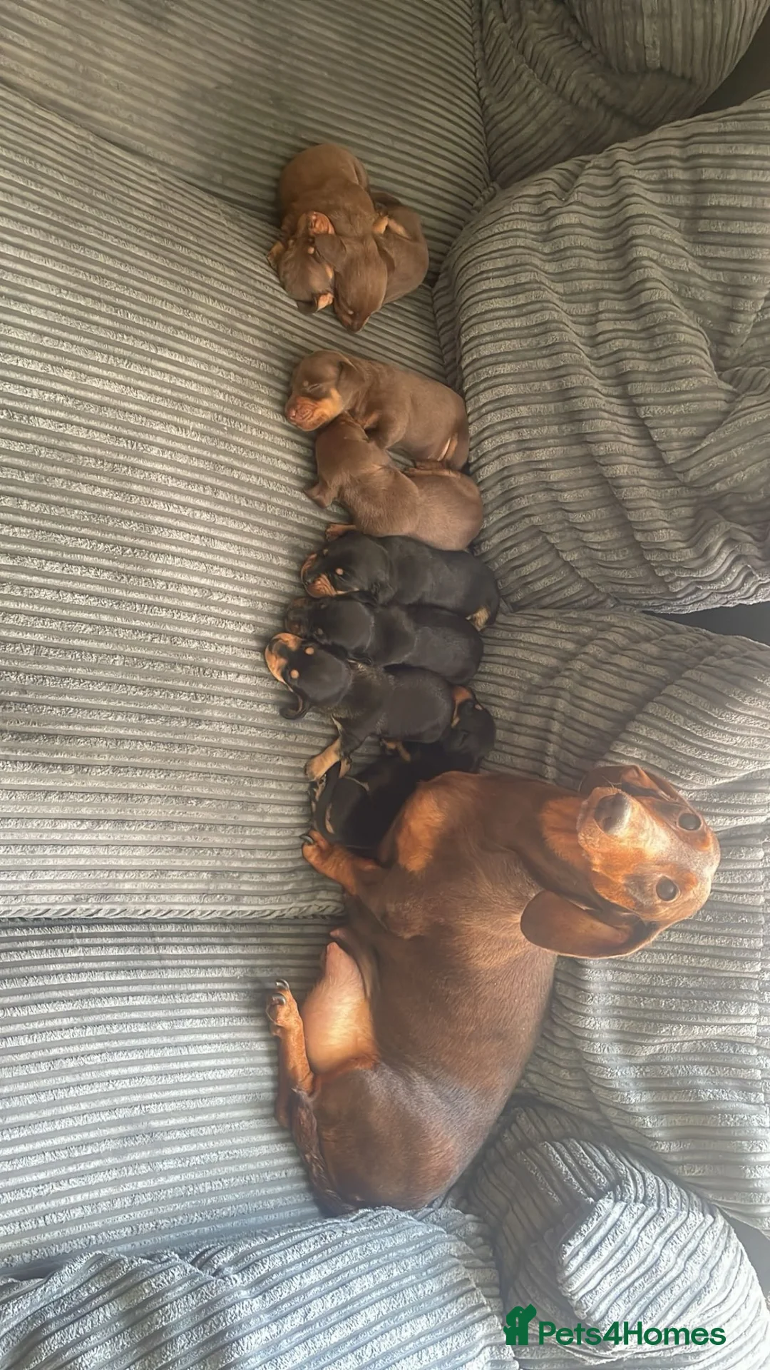 Miniature Dachshund dogs for sale: Miniature Dachshund Pup 🐶  in Langport - Advert 1
