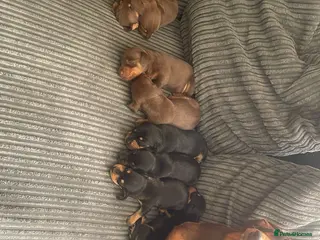 Miniature Dachshund dogs Miniature Dachshund Pup 🐶 - Advert 15