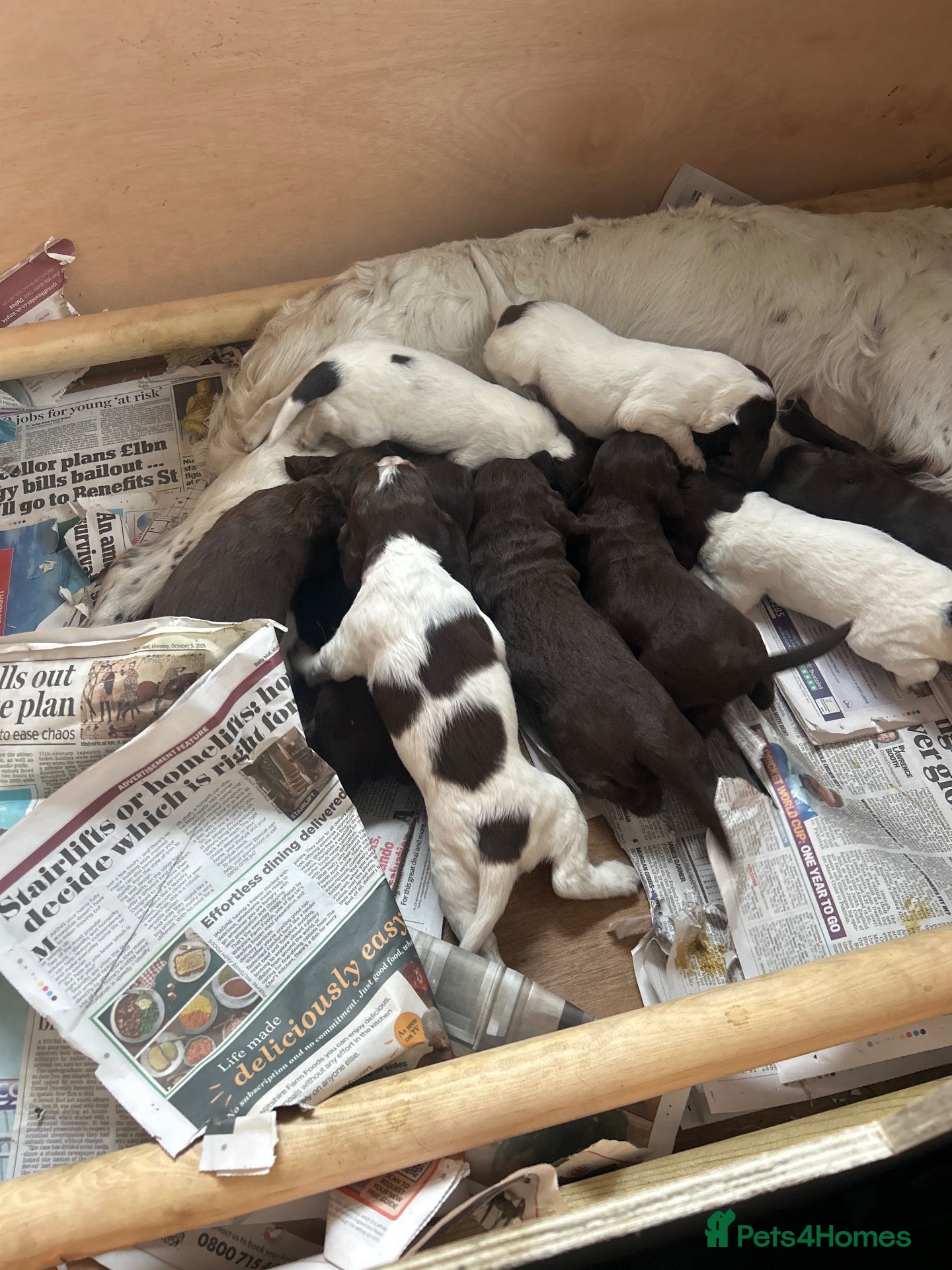 Sprocker dogs Fantastic litter of F1 Sprocker Spaniel Puppies  - Advert 2